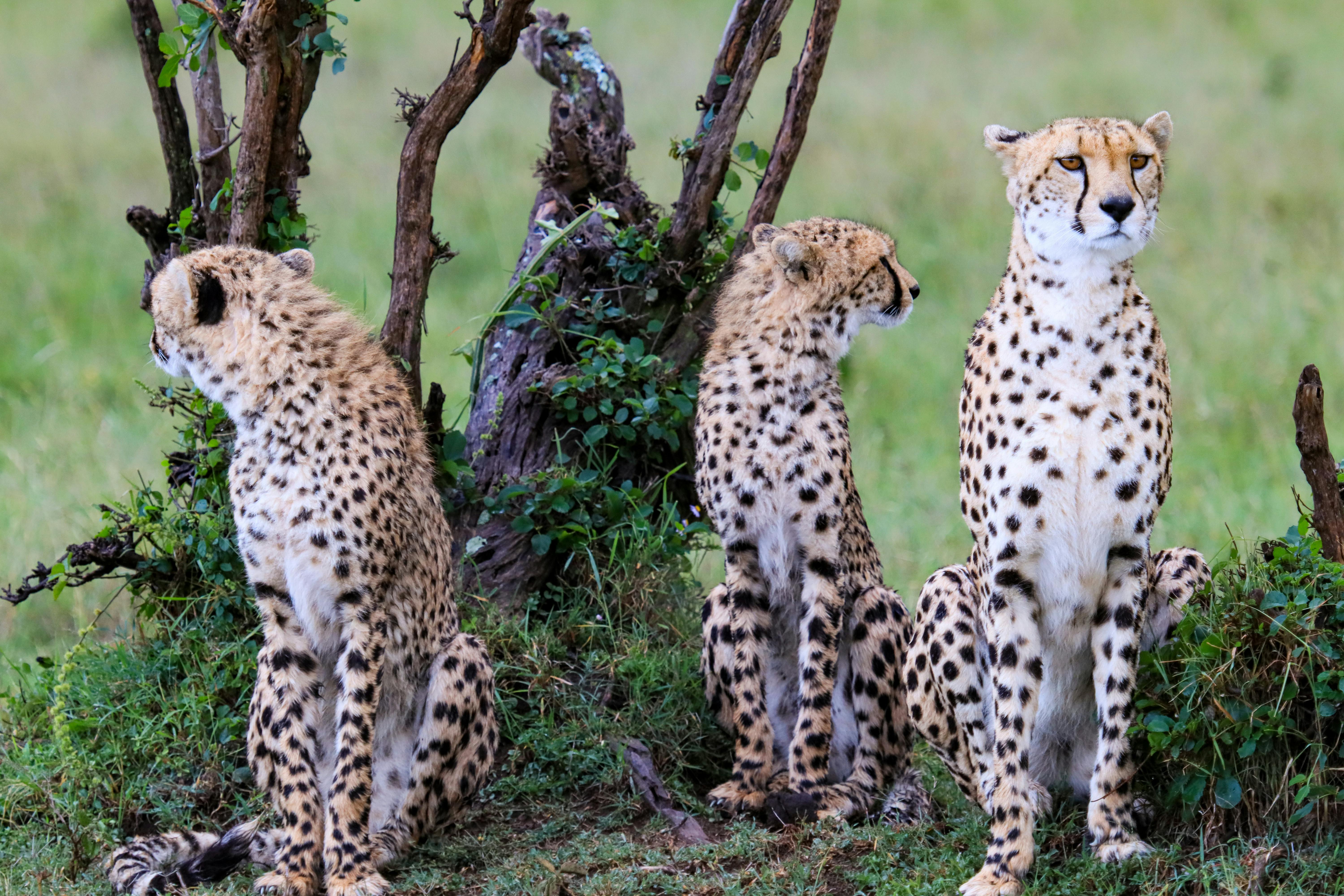 10-Day Ultimate Kenya Safari & Diani Beach Tour | Amboseli, Masai Mara & Lake Nakuru