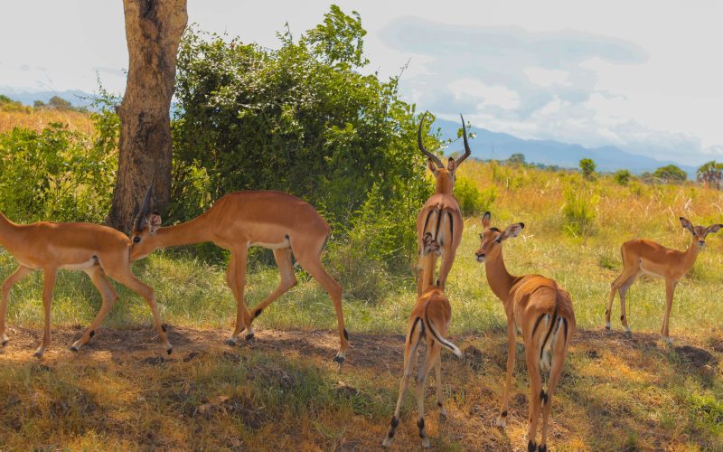 2 Days Amboseli Budget Safari