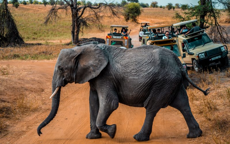 2 Days Masai Mara Budget Safari