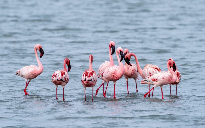 3 Days Lake Nakuru & Lake Naivasha Budget Safari