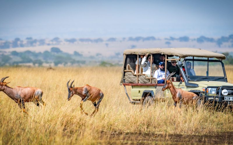 Half-Day Nairobi National Park Group Safari