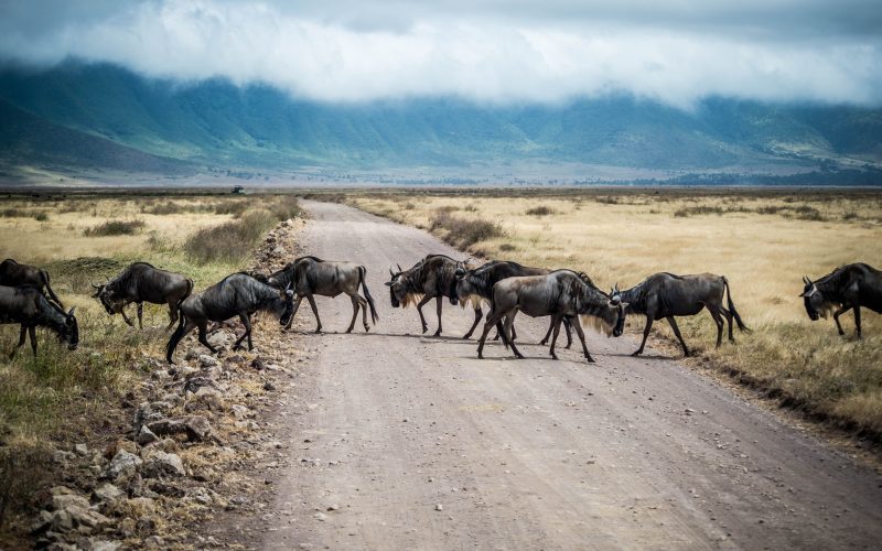 8 Days Great Kenya Migration Safari | Masai Mara Wildebeest Migration Tour