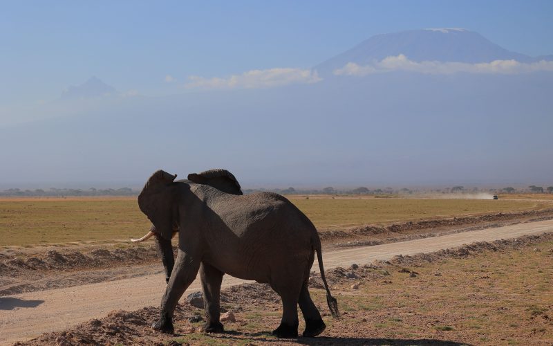 3-Day Amboseli National Park Group Safari from Nairobi | 2 Nights Shared Safari