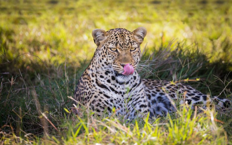 4-Day Masai Mara & Lake Nakuru Group Safari from Nairobi | Shared Kenya Wildlife Tour