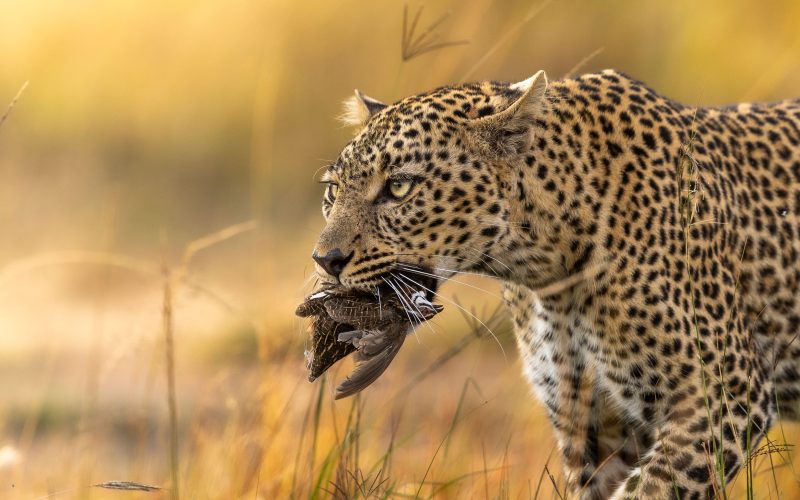 7-Day Masai Mara, Lake Nakuru, Lake Naivasha & Amboseli Group Safari from Nairobi | Kenya Shared Safari