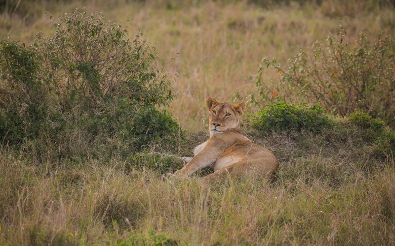 3 Days Amboseli Budget Safari