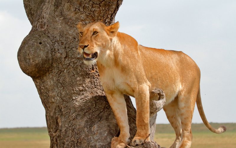 6-Day Masai Mara, Lake Nakuru & Amboseli Group Safari from Nairobi | Shared Kenya Safari