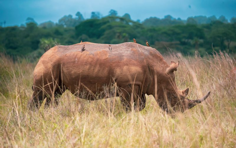 Full-Day Nairobi National Park, Elephant Orphanage & Giraffe Centre Safari| Daily Shared Game Drive