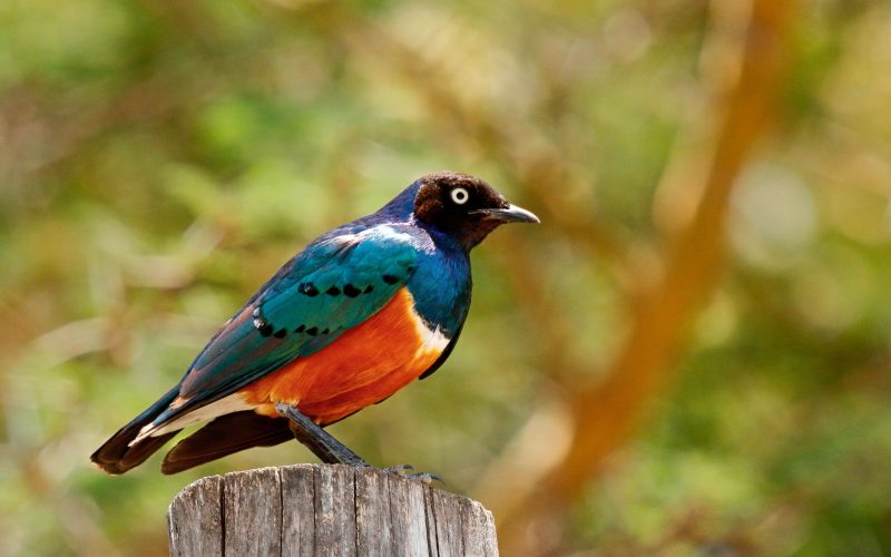 10 Days Kenya Bird Watching Safari | Best Birding Tour in Kenya