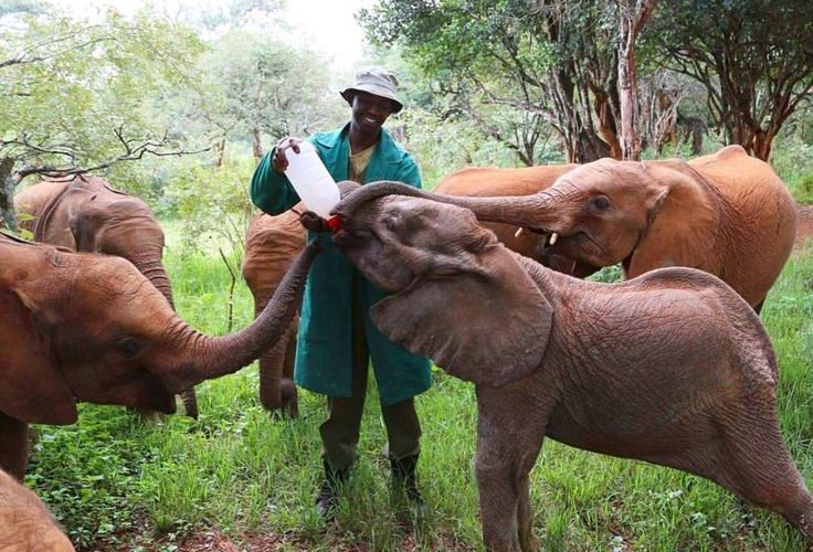 Sheldrick Wildlife Trust Elephant Orphanage Tour Nairobi | Private safari